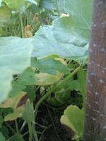 20100215Farm Visit09.jpg
